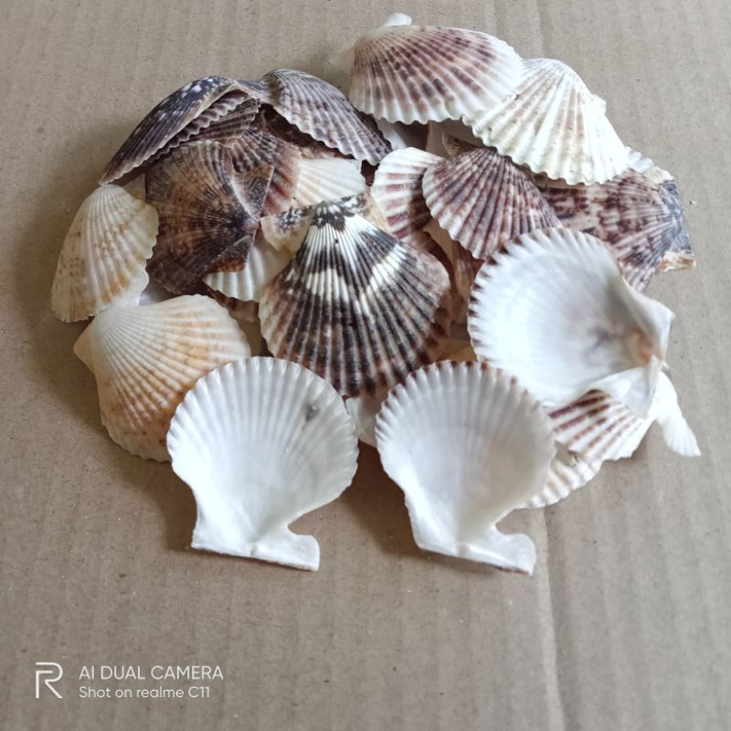 cangkang kerang kipas