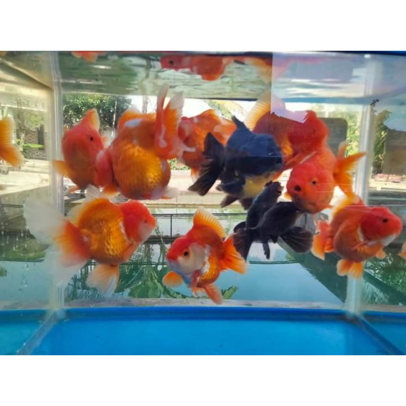 paket koki ornda jambul 5 ekor