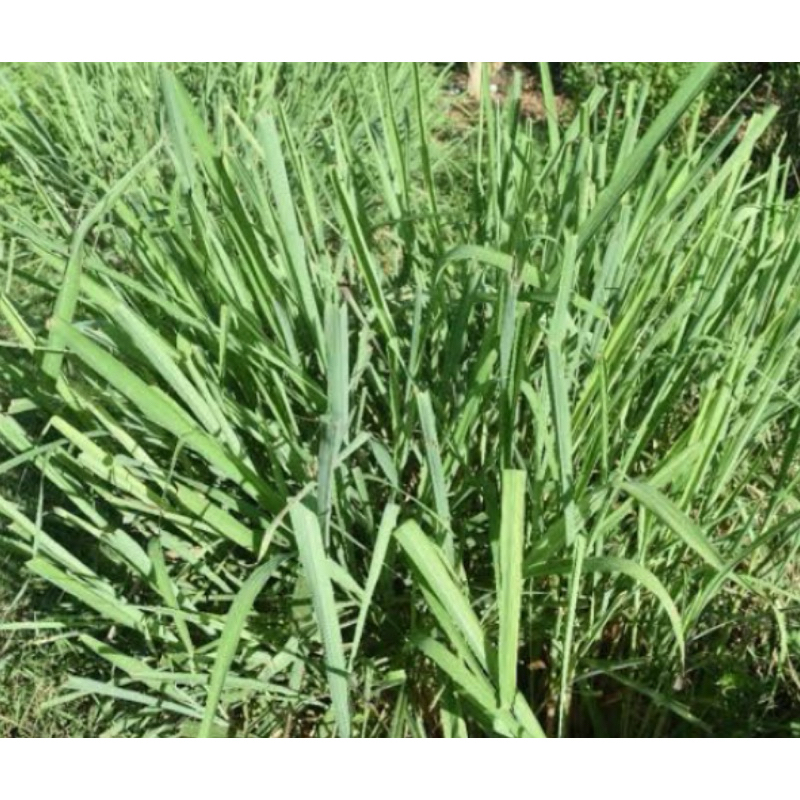 

Daun sereh segar daun sereh bumbu 500 gram-az