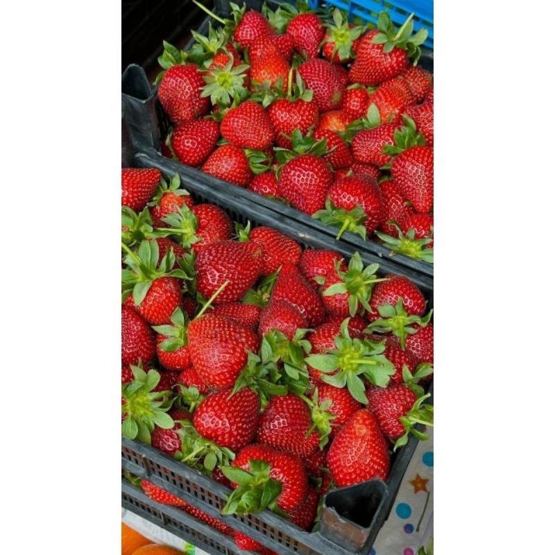 

stroberi organik 250gr fresh bukan frozen