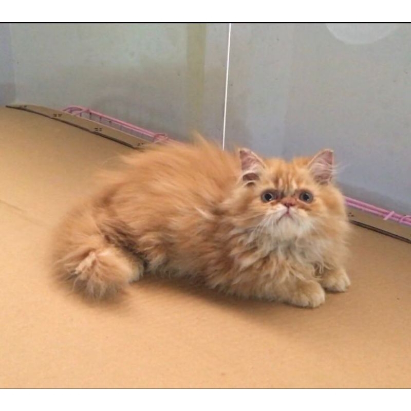 Kucing Persia Oren Peaknose |Free Ongkirs dan Keranjang
