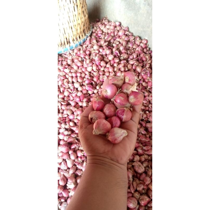 

bawang merah nganjok besar