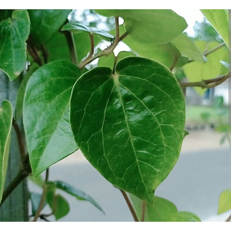 Bibit Sirih temu Ros/ Sirih jamu/ Sirih daun kecil (temoros)