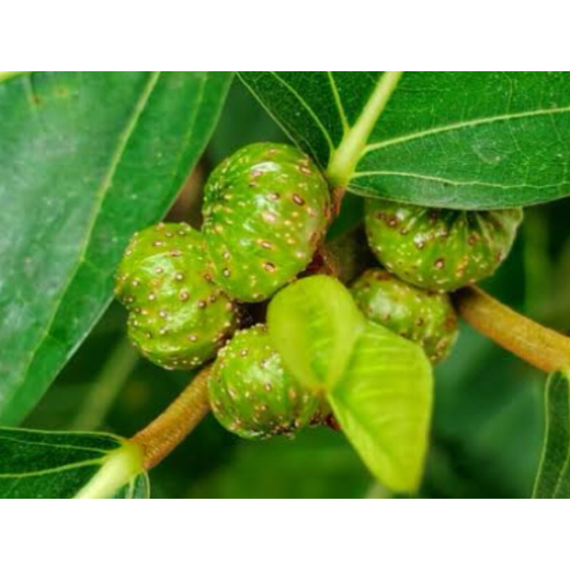 

Buah awar awar segar petik langsung 500 gram-az