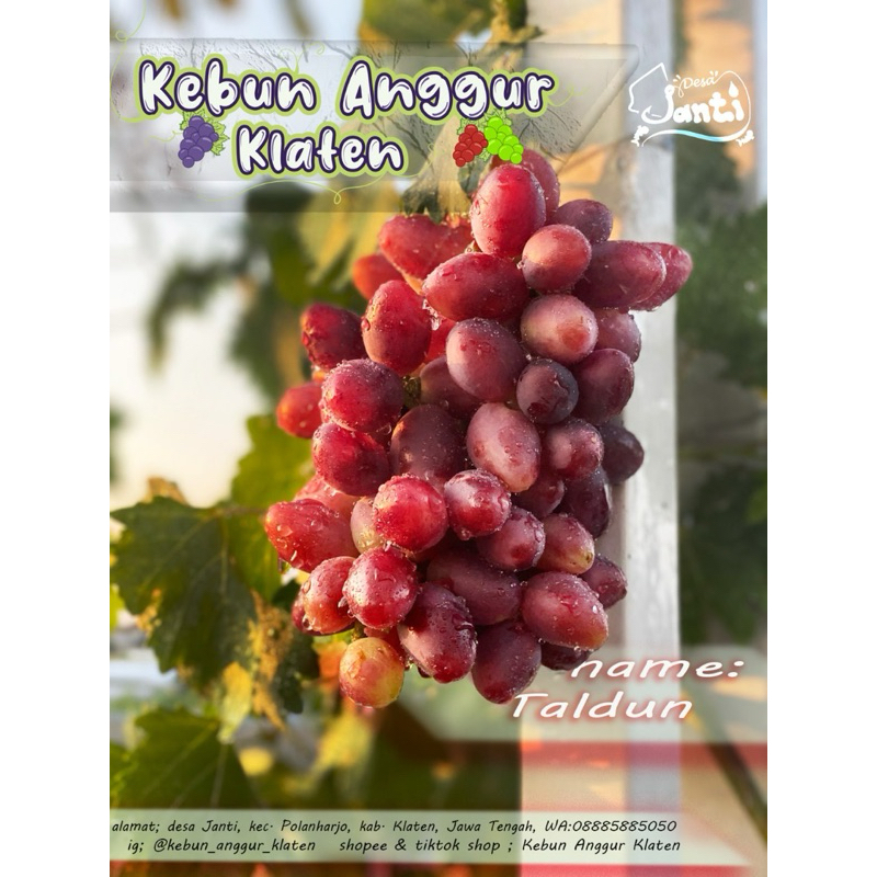 Bibit Anggur Taldun