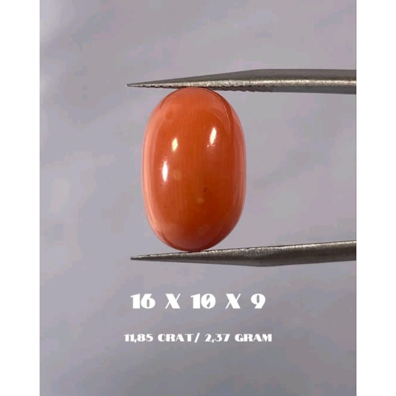 batu Marjan laut merah original