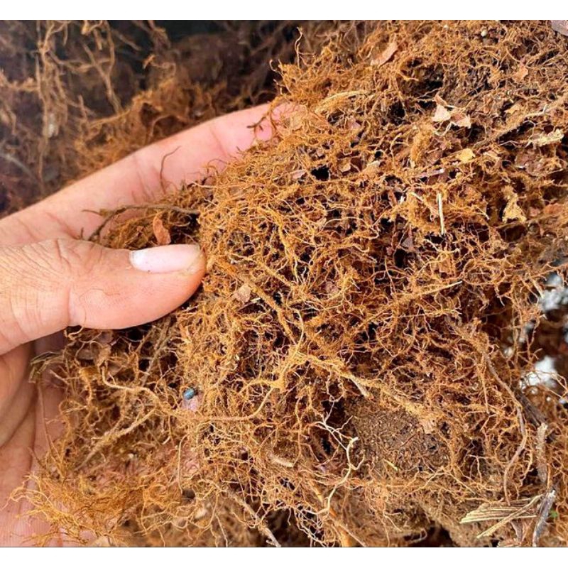 Akar Kadaka Moss Hitam Akar Kadaka Sterill 500gr