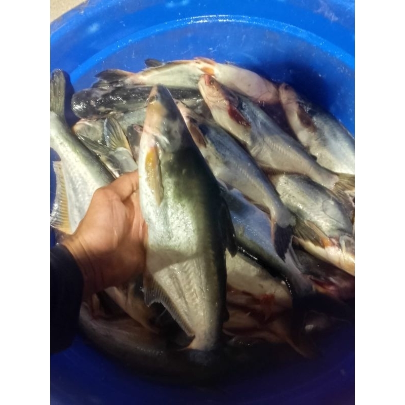 

Ikan patin segar Ikan tawar Ikan patin 1kg