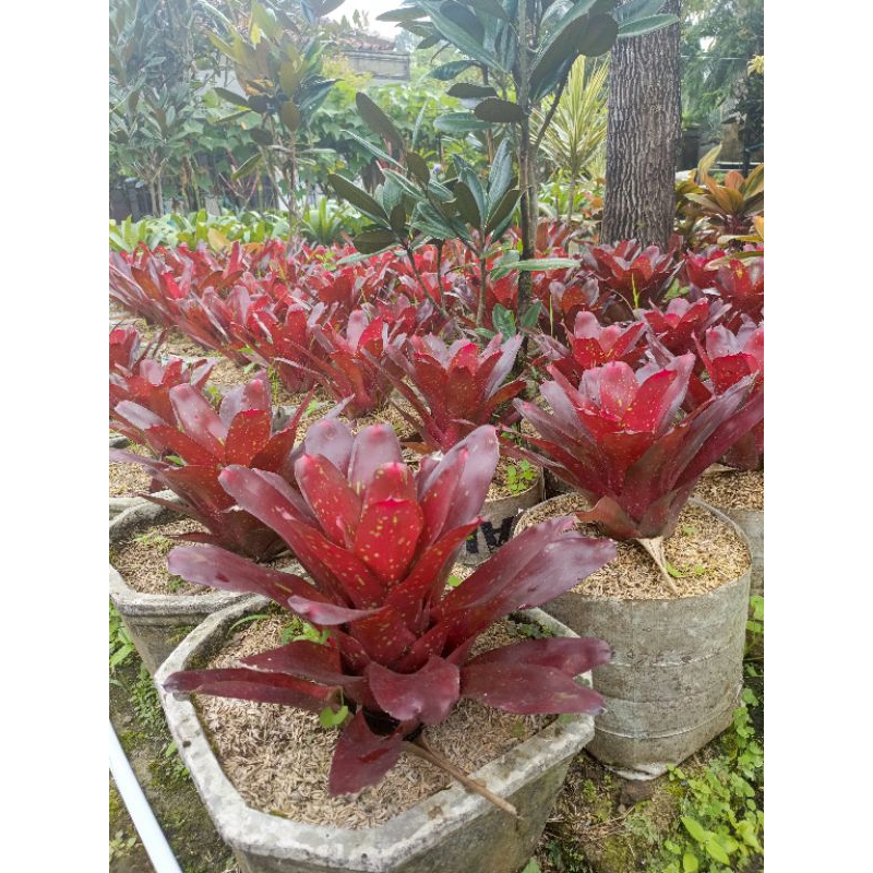 bromelia mawar