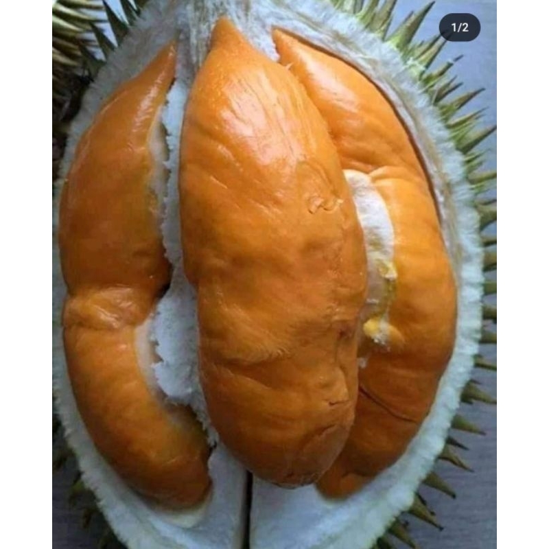 

bibit durian premium jenis super tembaga hasil okulasi