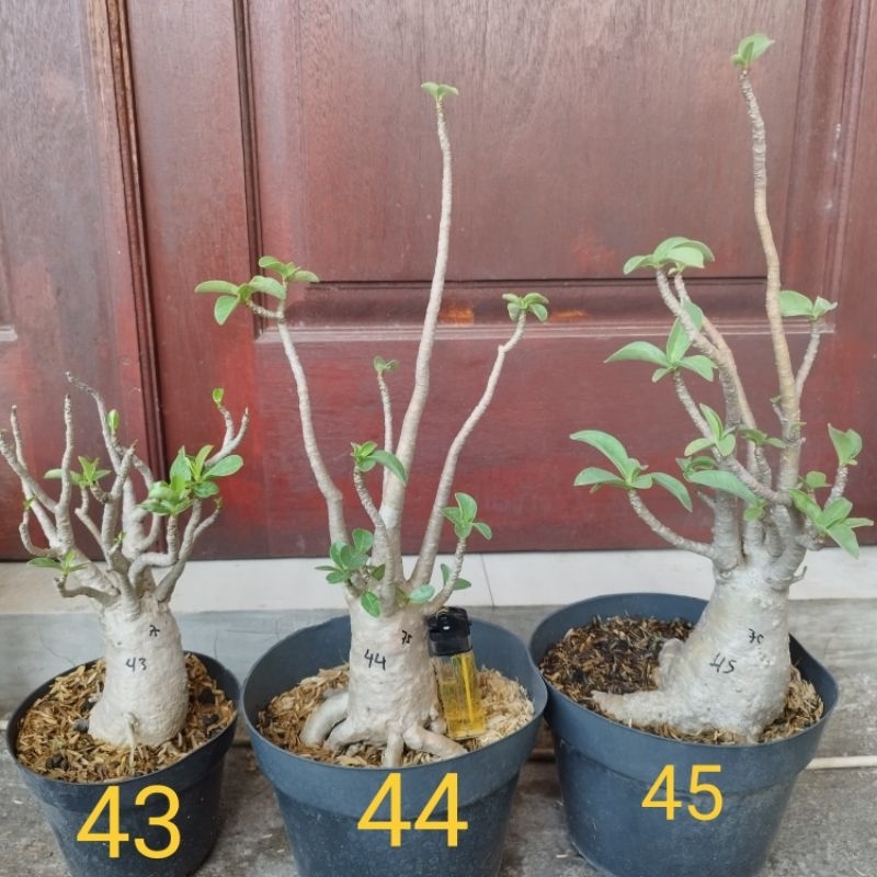 Adenium Arabicum