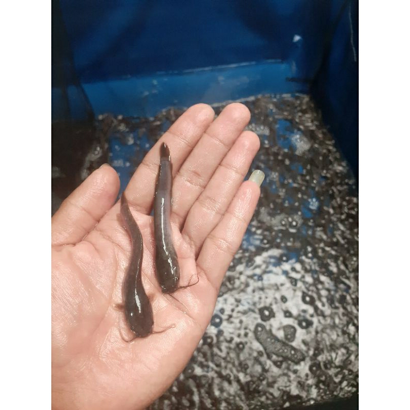 bibit ikan lele_ukuran 6-7