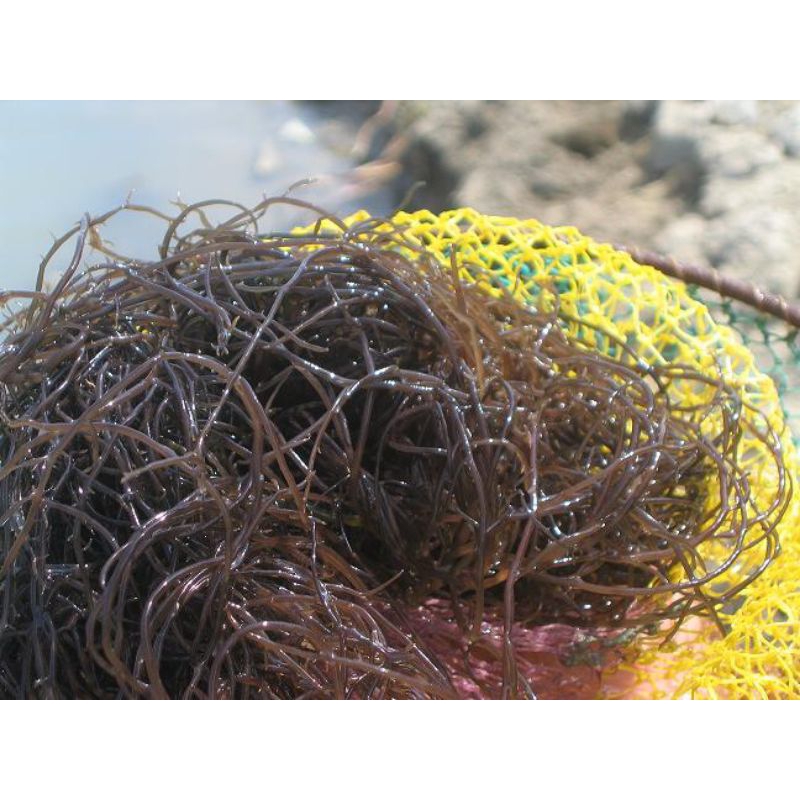 

Rumput Laut | Gracilaria Sp | Ramokasang
