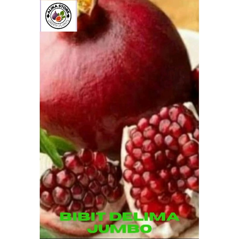 Bibit delima merah jumbo