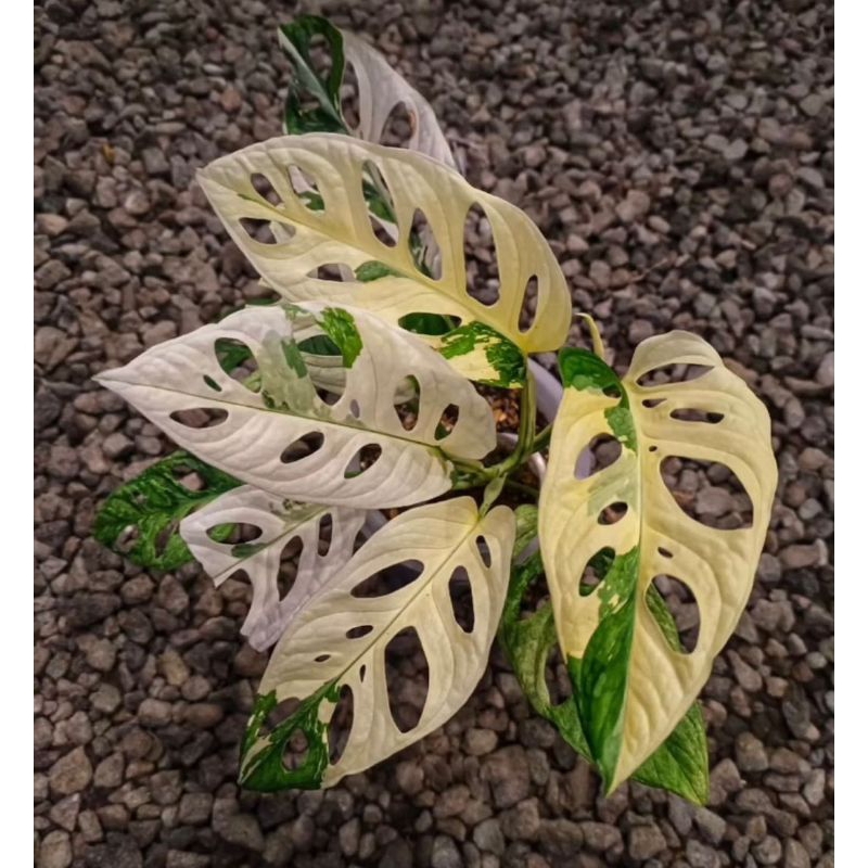 tanaman hias janda bolong varigata jepang