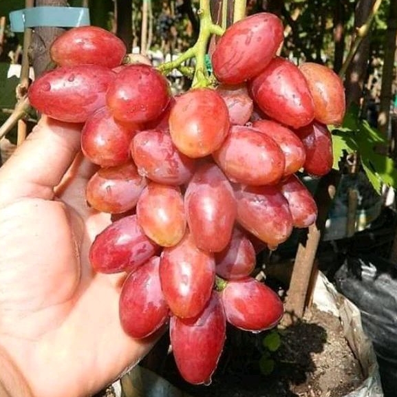BIBIT anggur import (berkualitas)