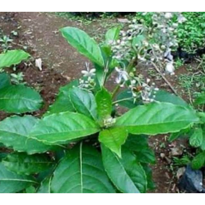 

Daun srigunggu segar / daun senggugu segar petik langsung-az