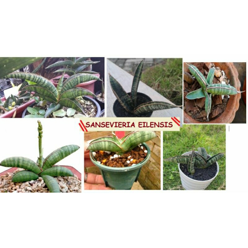 SANSEVIERIA "KUKU BIMA" EILENSIS. , Tanaman hidup, adaptif, anti oksidan, menyerap radiasi & meningk