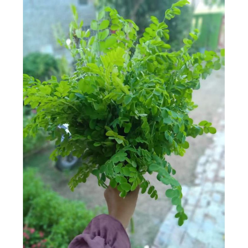 

Daun kelor seger fresh 250 gram kemasan