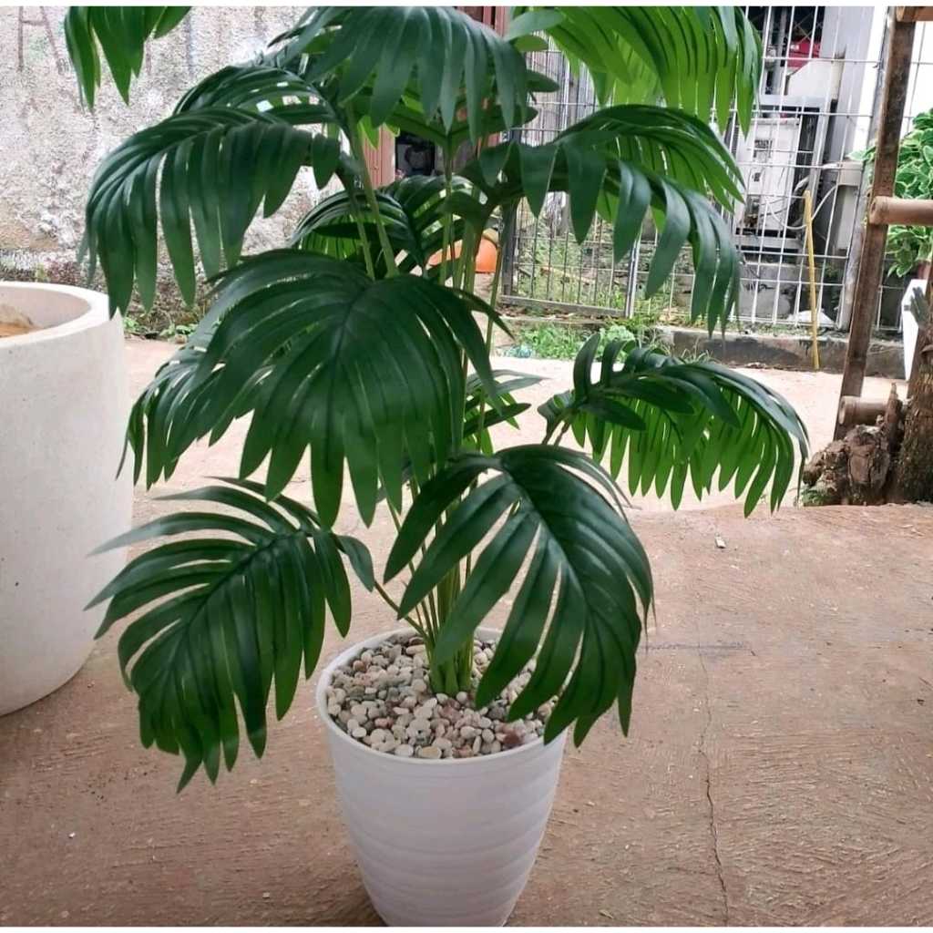 Tanaman hias tales jumbo x18 pohon hias/tanaman pisang/tanaman palem