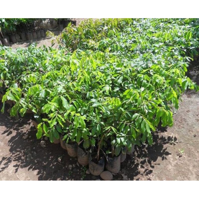 

Kelengkeng New Crystal