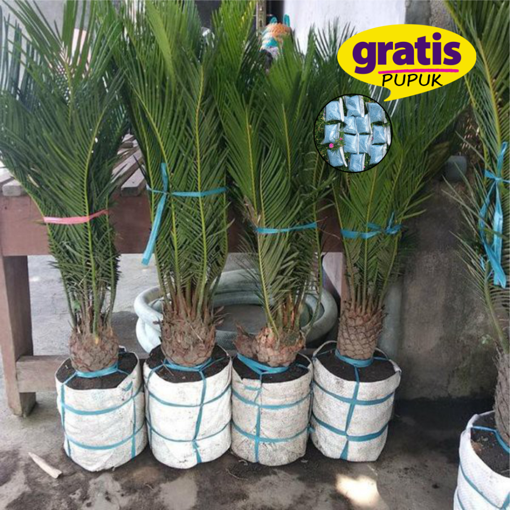 [BONUS PUPUK] Bibit Palem Sikas Mawar Jambe Besar