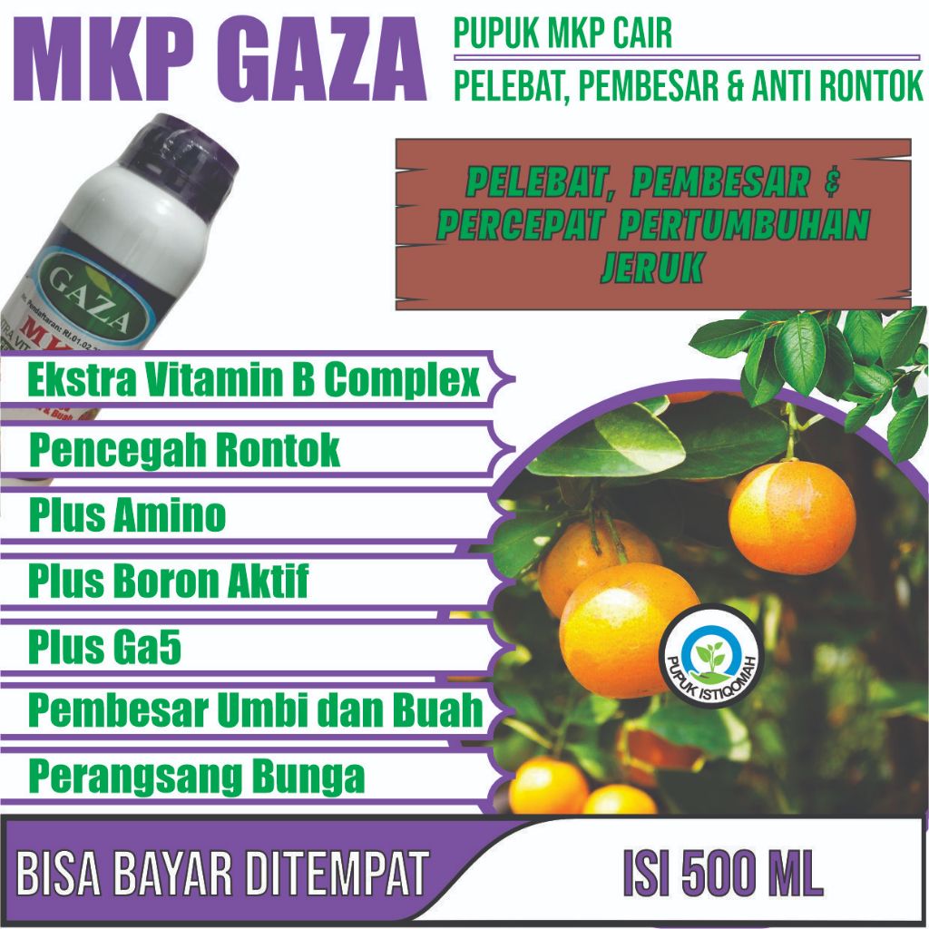 BOOSTER BUAH JERUK BESAR PALING AMPUH MKP CAIR GAZA Pupuk Melebatkan Buah Jeruk Santang Madu Paling 