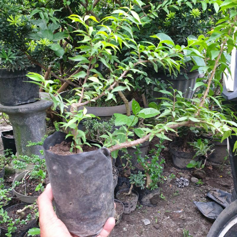 bahan bonsai anting putri mikro