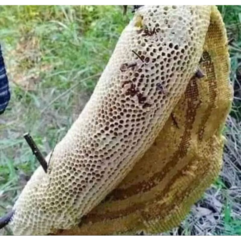 

madu hutan NTT