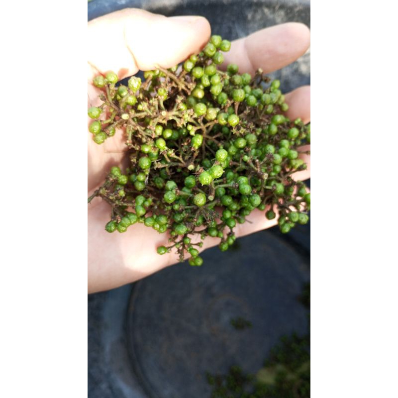 

andaliman / tuba / merica batak