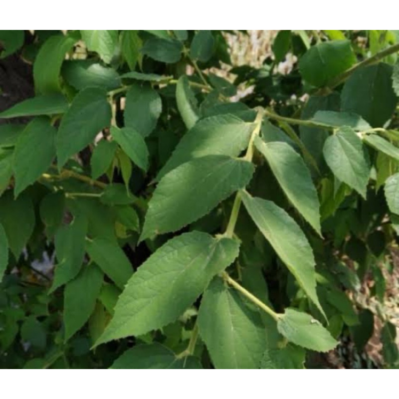 

Daun kersen segar / daun talok segar 1 kg-az