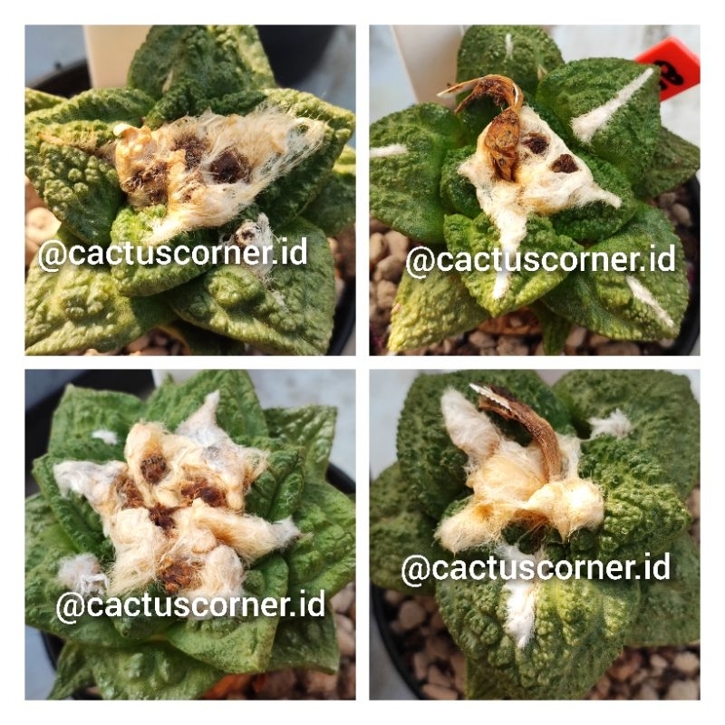 Biji seeds kaktus ariocarpus godzilla trifinger lloydii cauliflower fissuratus retusus frumdosus hin