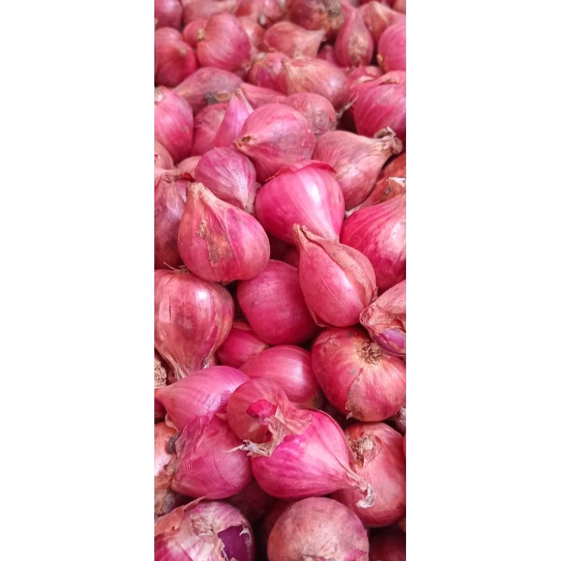 

bawang merah brebes super gede