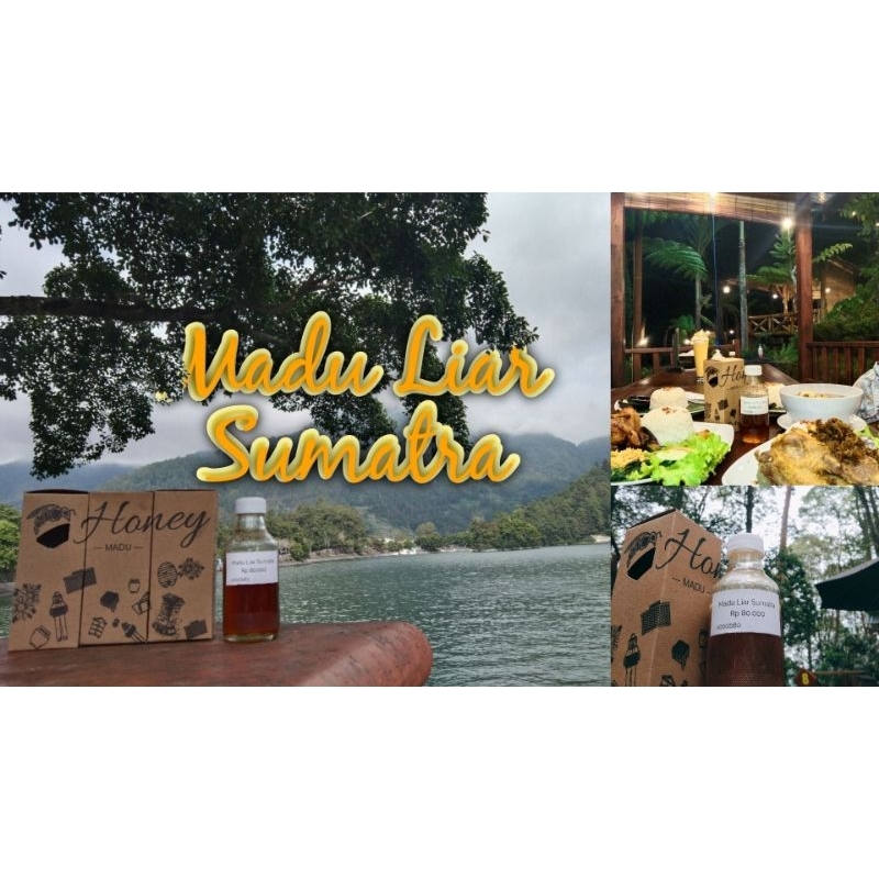 

madu liar sumatra besar/kecil