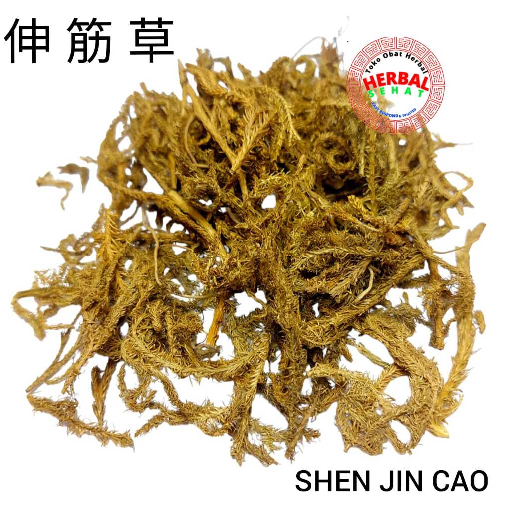 

600 gram - Shen Jin Cao Japanese Clubmoss Herb Herba Lycopodii
