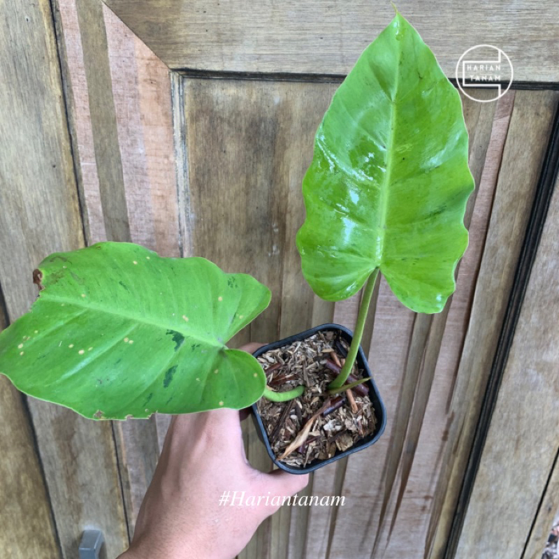 Philodendron jungle fever variegata (Include pot & media)