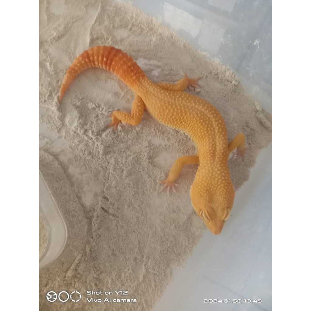 leopard mainan gecko dan anak anak juga remaja data aman