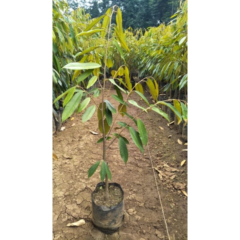 Bibit durian musangking tinggi 1 meter