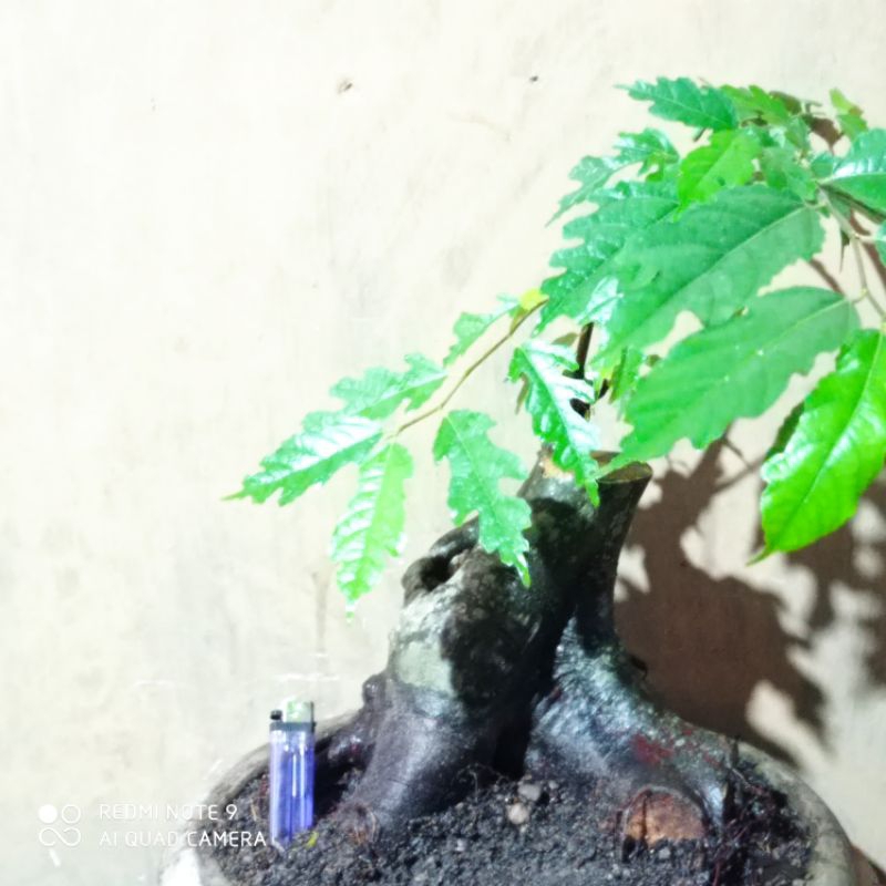 bahan bonsai ampelas hitam realpic