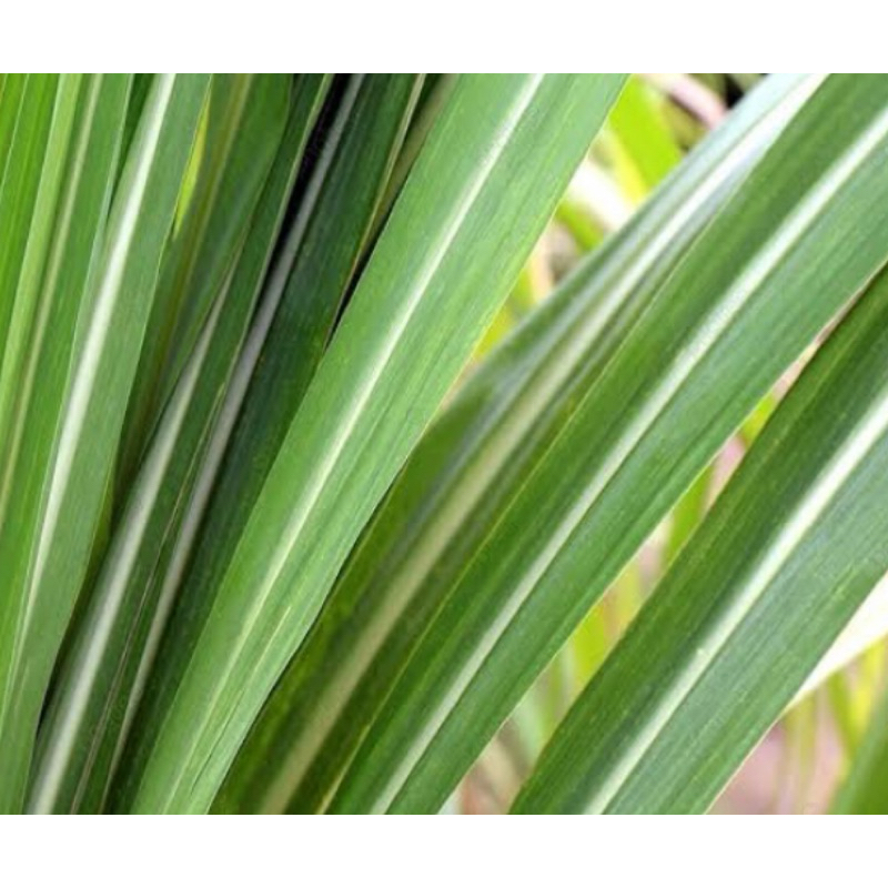 

Daun tebu hijau segar petik langsung 250 gram-az