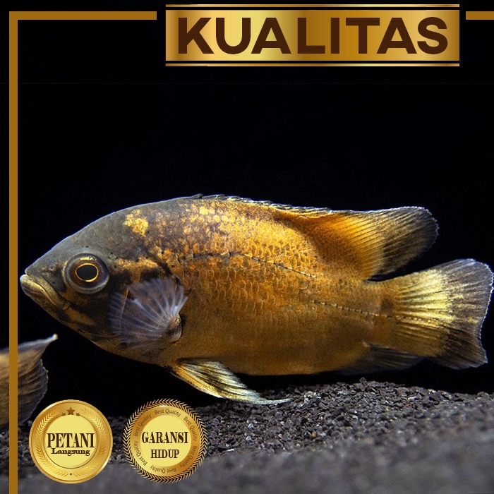 Oscar Paris Tembaga Grade A Ikan Hias Predator Aquascape Hiasan Aquarium