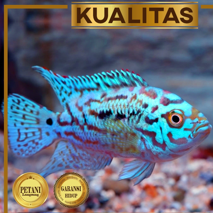 Electric Blue Jack Dempsey (EBJD) Ikan Hias Cichlid Hiasan Aquarium