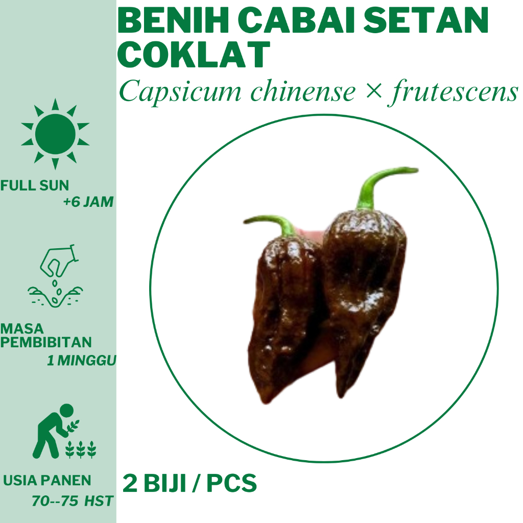 143 Benih Cabai Setan Coklat  Bibit Unggulan Hidroponik Tanam