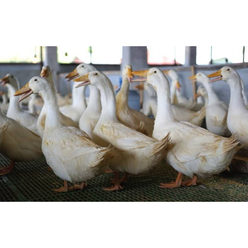 FGFG56846 TELUR FERTIL BEBEK PEKING F1 JUMBO UNTUK DI TETASKAN 564568