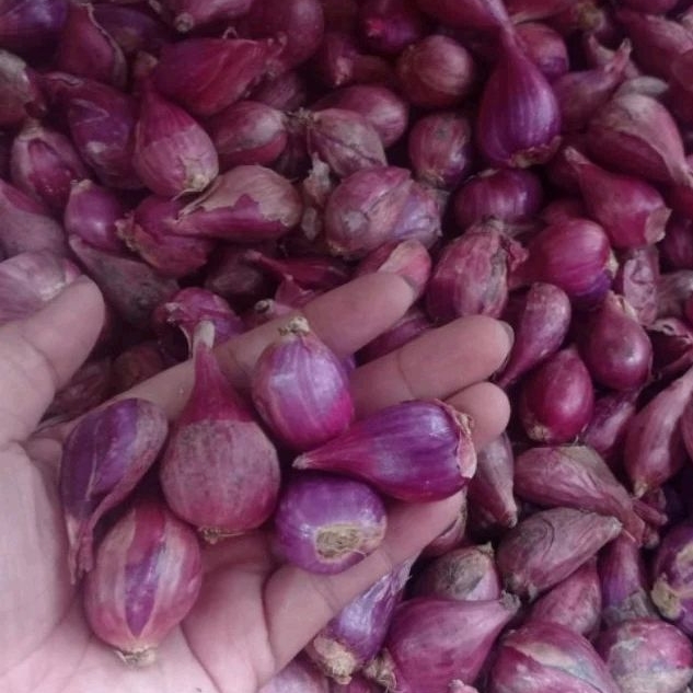 

Bawang Merah Super besar kering 1 kg