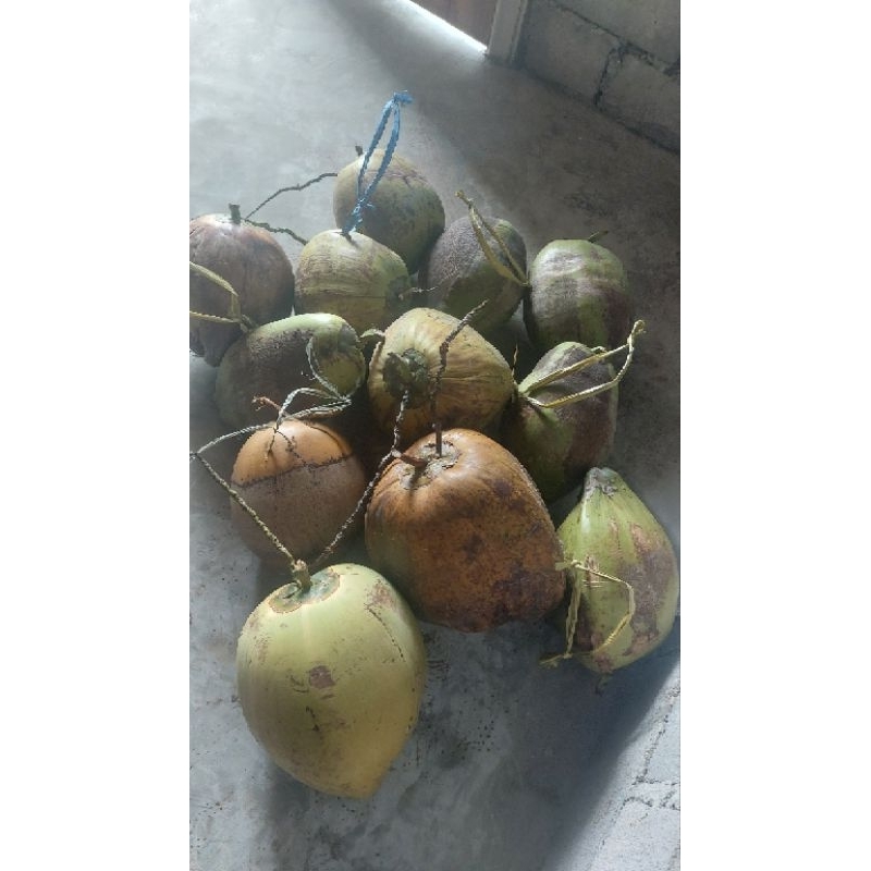 

Kelapa Kopyor