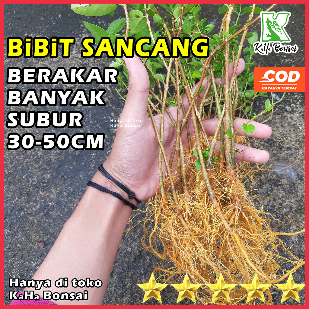 Bibit Bonsai Sancang Berakar Banyak Segar Bahan Bonsai Sancang Sudah Akar Banyak Bonsai Sancang Stek