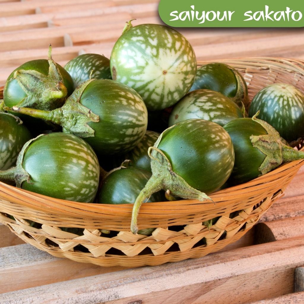 

Terong Lalap Bulat Hijau - Saiyour Sakato