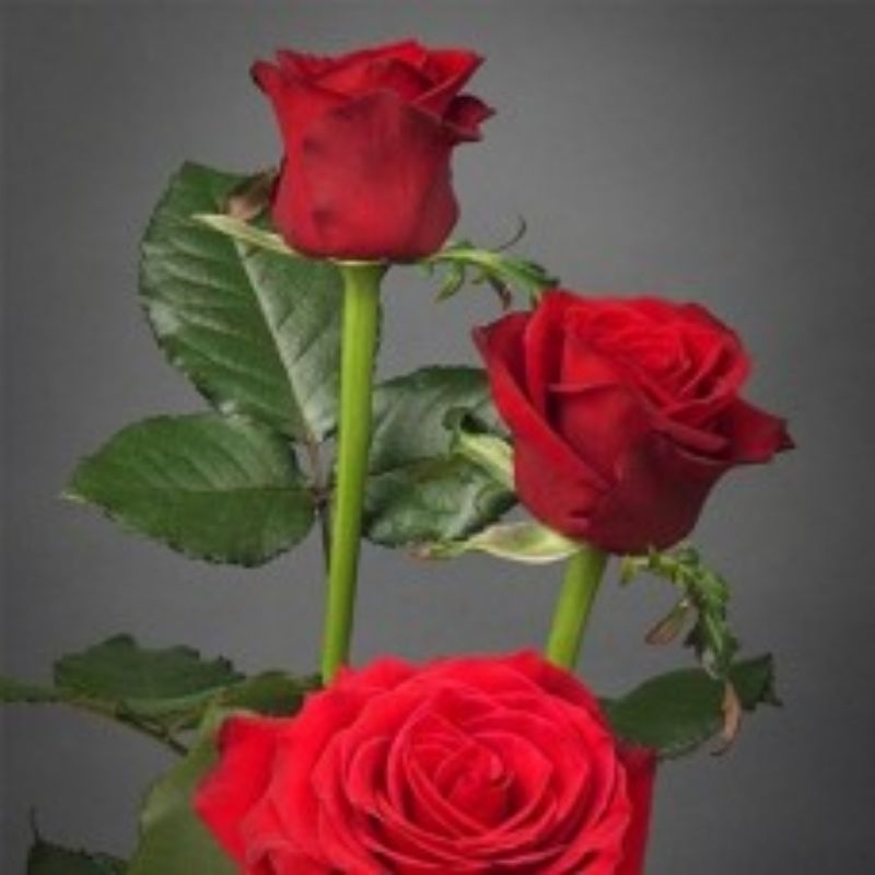 Tanaman Mawar Tanpa Duri Merah