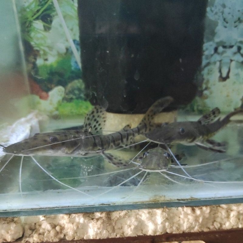 

Ikan TSN 20 cm